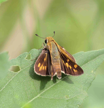 Fiery Skipper female